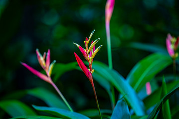 Flowers and Plants