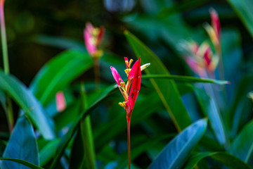 Obraz premium Flowers and Plants