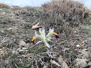 yellow purple nowruz flower