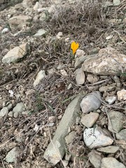 baby crocus flower