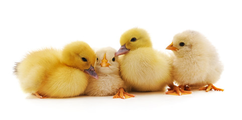 Small chickens and ducks.