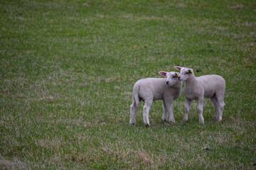 Lofoten lambs 