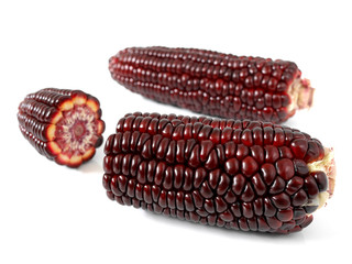 Purple corn or purple maize