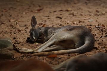 Australian kangaroo sleeping on the ground of sand in the zoo  
