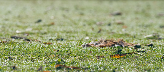 Natural grass with dew drops and fallen leaves