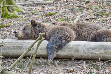 Fototapeta premium Europäischer Braunbär (ursus arctos)