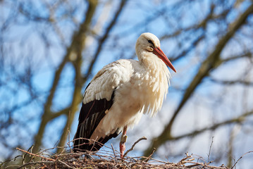 Weissstorch (ciconia ciconia)
