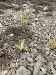 nowruz and crocus flower