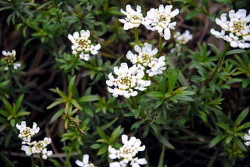 Close up of small, white 4-petaled, snowflake-like flowers in dense, flattened clusters of alpine or rock candytuft (Iberis saxatilis) 