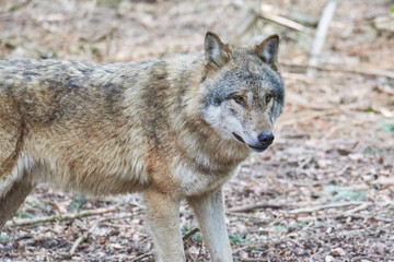 Wolf (canis lupus)