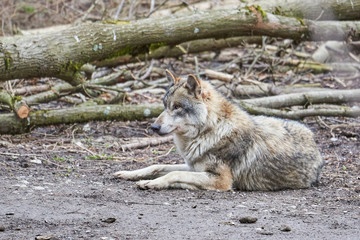 Wolf (canis lupus)