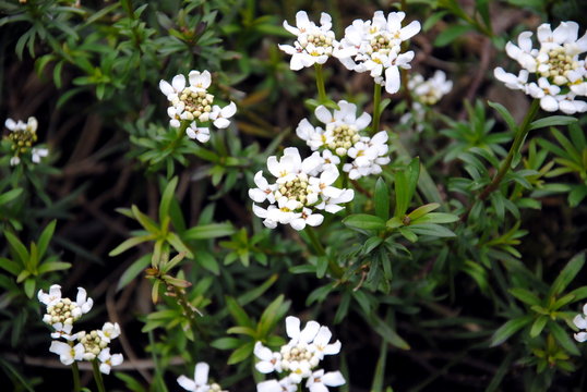 Close up of small, white 4-petaled, snowflake-like flowers in dense, flattened clusters of alpine or rock candytuft (Iberis saxatilis) 