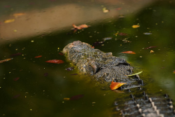 The crocodile head floating on the water surface      