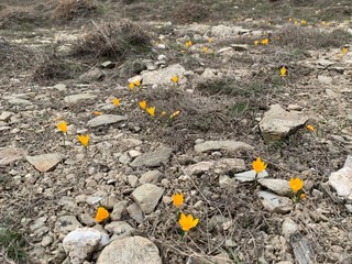 crocus field