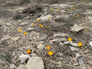 crocus blooming in spring