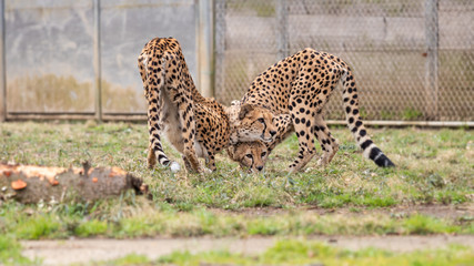 2頭のチーターが頭を低くして潜むポーズ