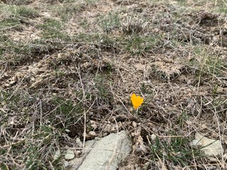 yellow crocus
