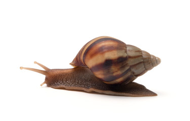 close up snail isolated on white background