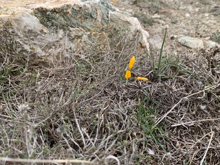 yellow flower on ground