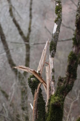 Broken tree