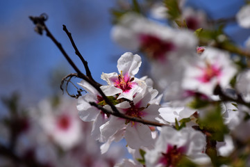 Almond in spring 1