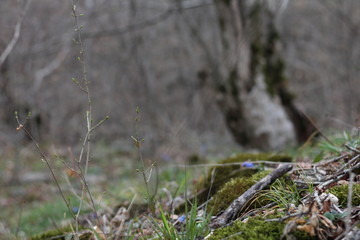 Early spring in the woods