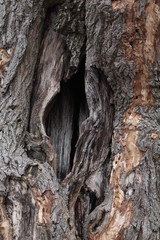 Old hollow tree texture