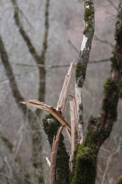 Broken tree