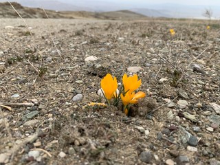 yellow flower on sand