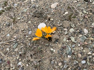 yellow flower in sand