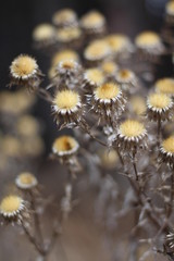 Wild dry flowers