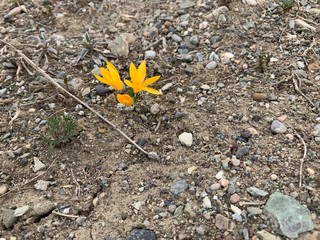 yellow flower on ground
