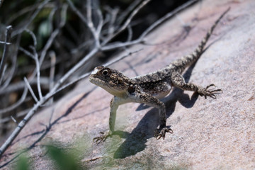 animals of south africa