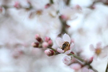 Bee on a tree flower