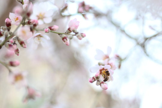 Beautiful spring flowers on the tree and a bee