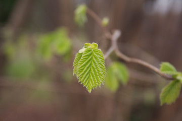 Young fresh green leaves of European or common hornbeam growing on branch . Carpinus betulus tree on springtime