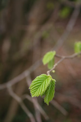 Young fresh green leaves of European or common hornbeam growing on branch . Carpinus betulus tree on springtime