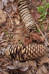 Two dry brown Pines cones on the ground in the forest