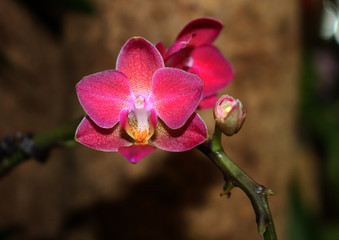 die lila Orchidee