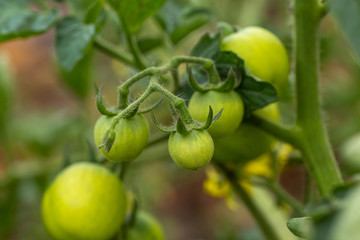 Green not ripe tomatoes on bush growing in garden on branches. Growing eco foods for vegetarians. Harvest concept.