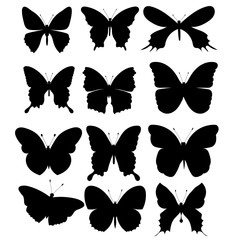 vector, isolated, black silhouette butterfly, set