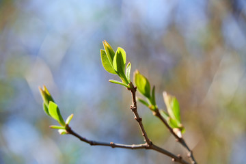 buding on trees, blooming and young leaves, bright spring landscape, beautiful background