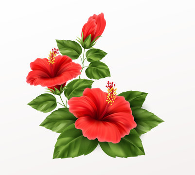 Beautiful hibiscus flower, buds and leaves isolated on white background. Exotic tropical plant realistic vector illustration