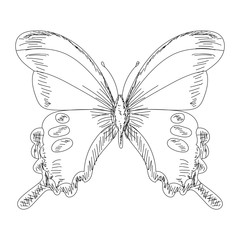  isolated, sketch with butterfly lines