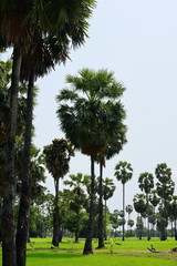 palm tree in the rice field
