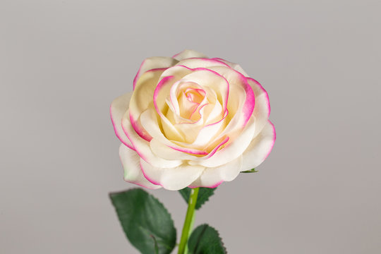 Closeup view photography of colorful pastel synthetic flower looks like real fresh rose. 
