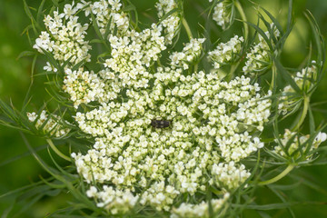Daucus carota inflorescence, showing umbellets. White small flowers on garden. Blooming vegetables in the garden. Top view