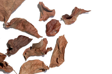 autumn brown leaves isolated on white background