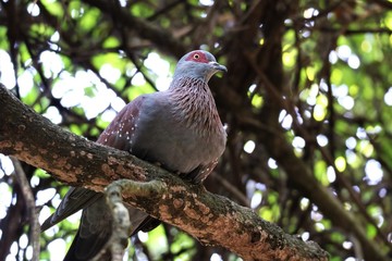 birds of eden