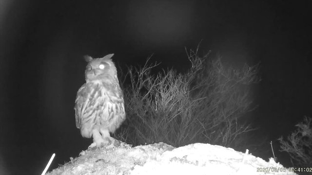 Uhu (Bubo bubo) &uuml;ber dem Moseltal streckt sich und ruft